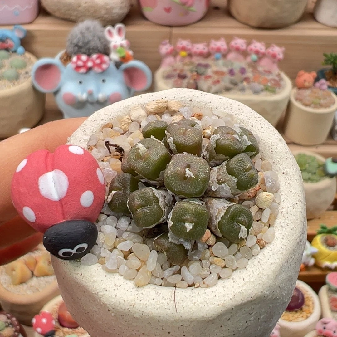 多肉植物78号方糖
