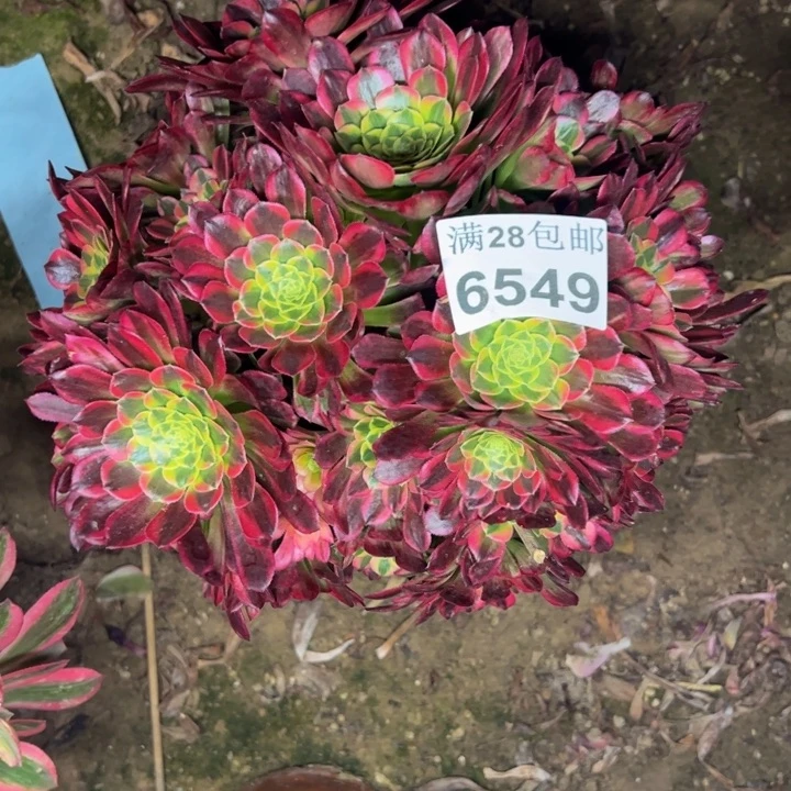 6549朝霞多肉植物