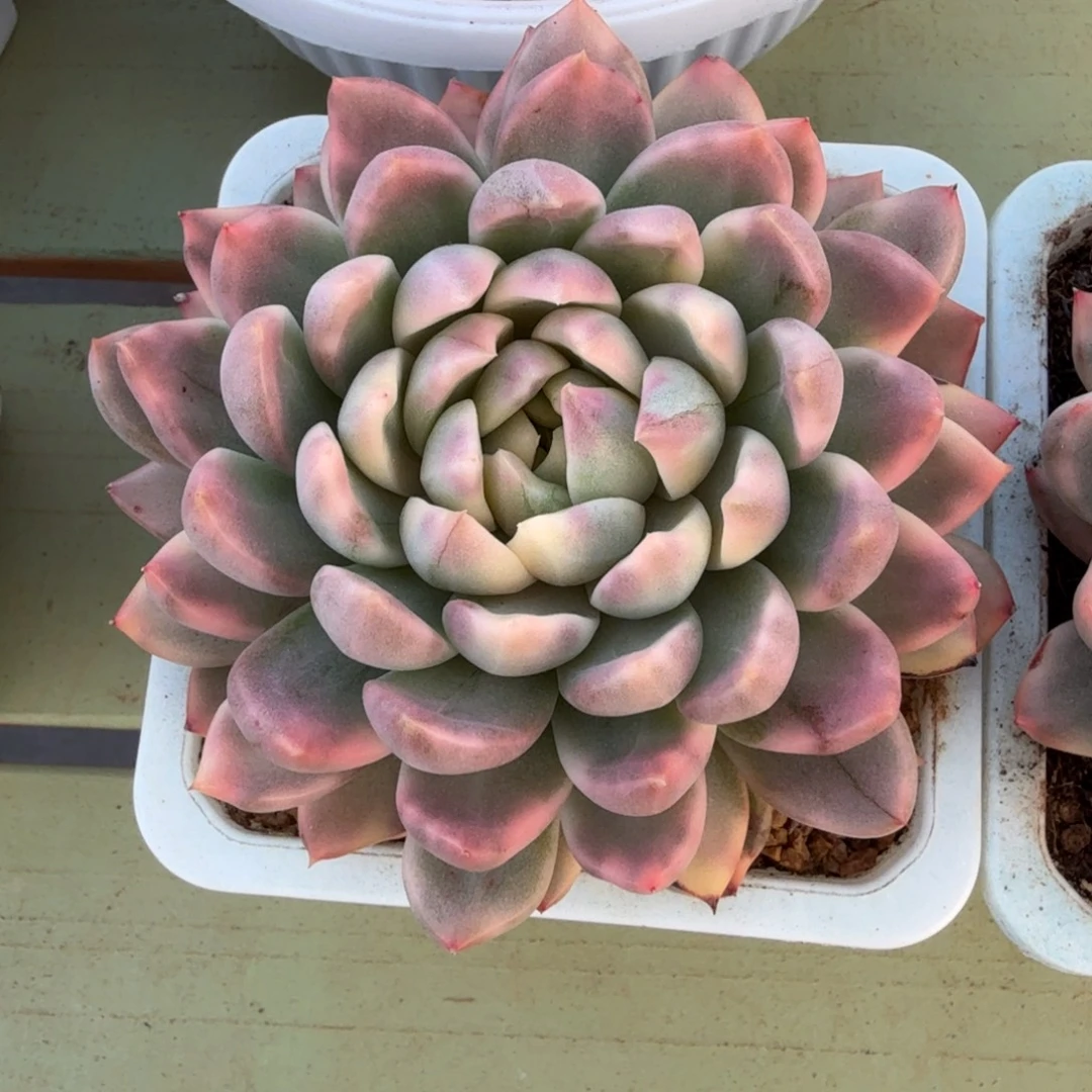 盛***荷雨花美人锦锦上园艺一物一拍