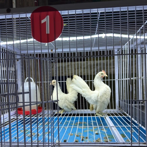 宠物活体鸡通用链接6 看上几号拍几号