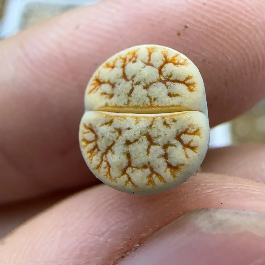 376二蜕生石花大棚直播