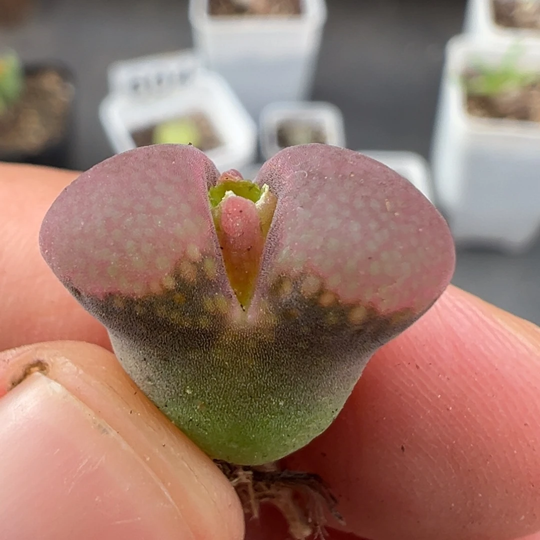 10.2好看的多肉脱土发货675