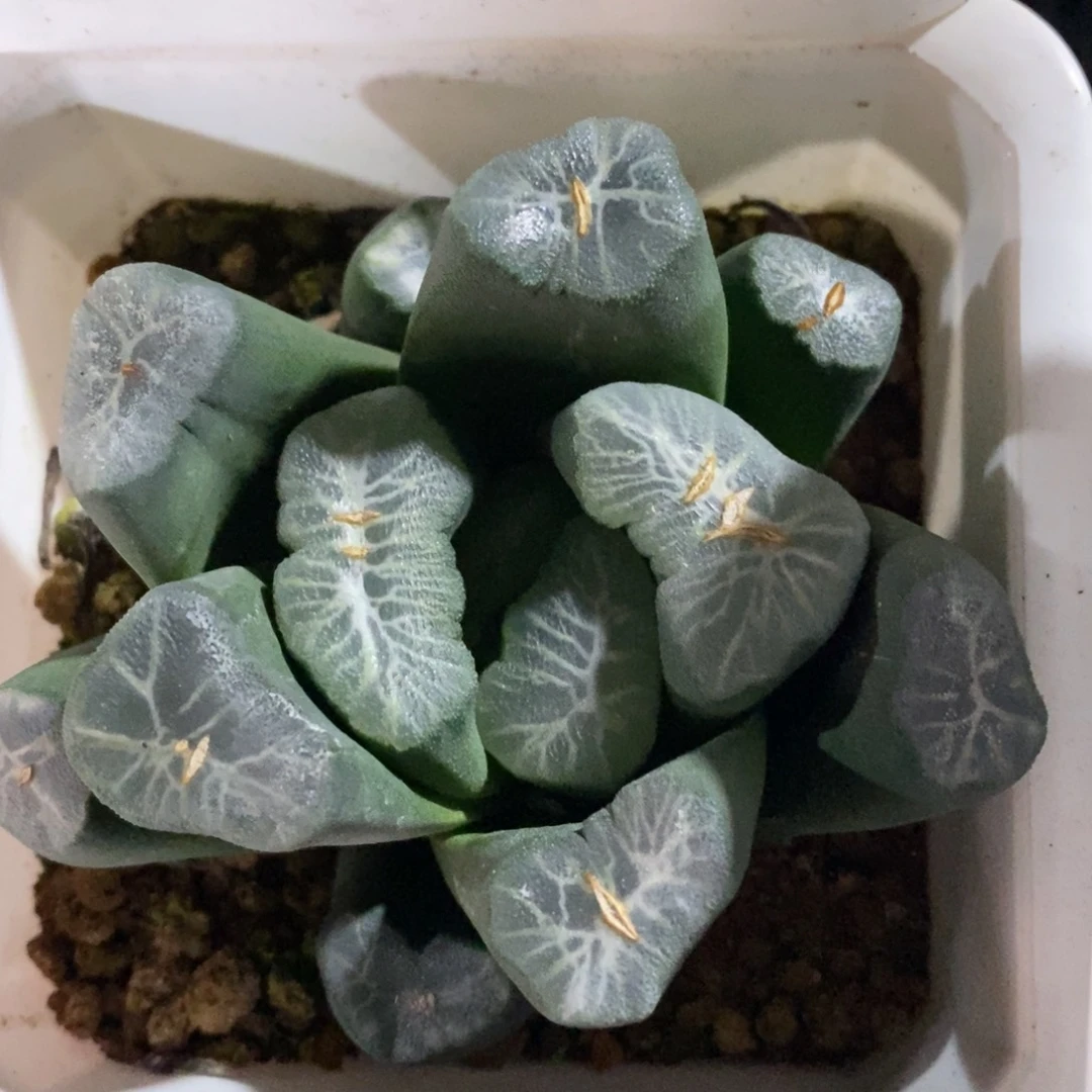 优选实生超级万象一颗 新年新粉福利