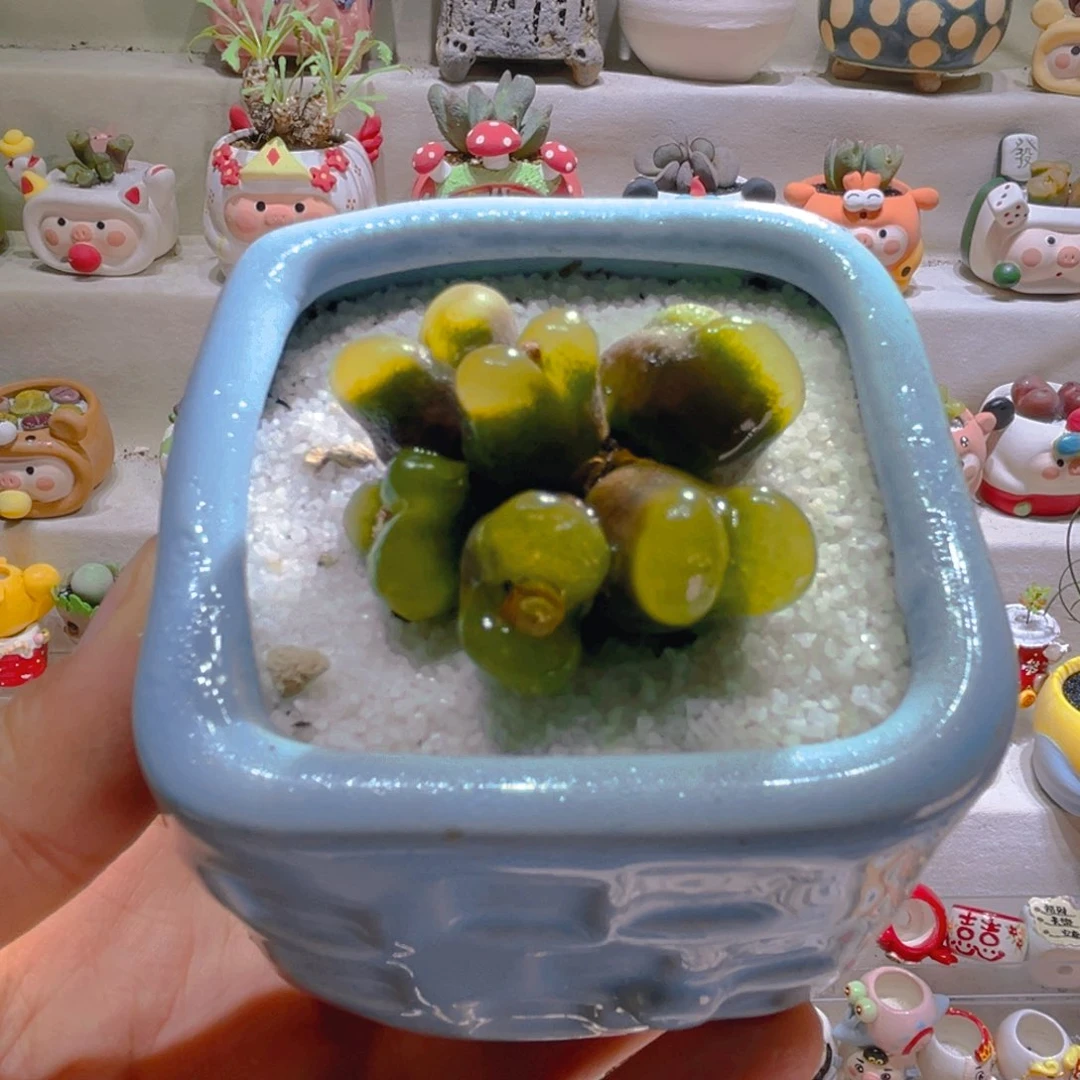 032高端多肉带盆土一套68