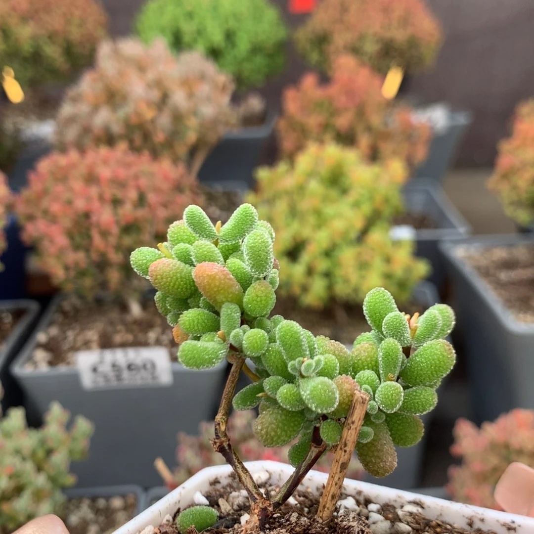 c504翡翠枝干番杏