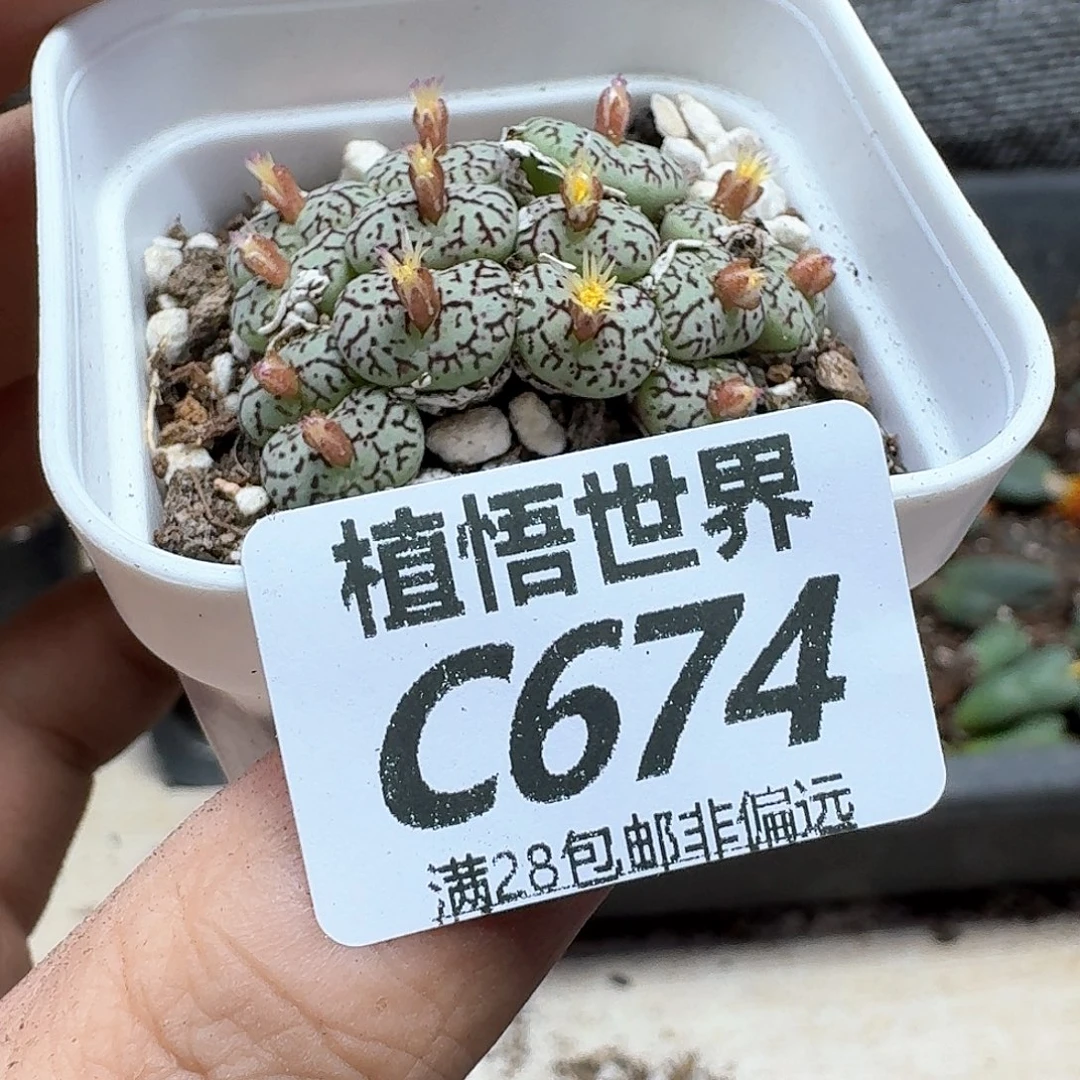 多肉植物的人生ghn