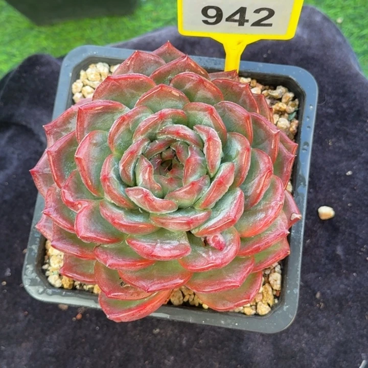 多肉植物海洋之星942