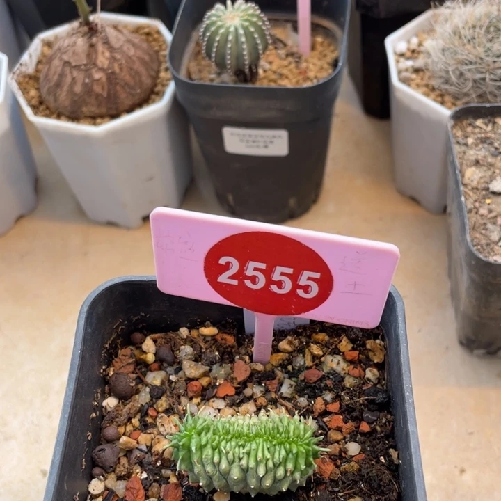 实生法利达缀2555