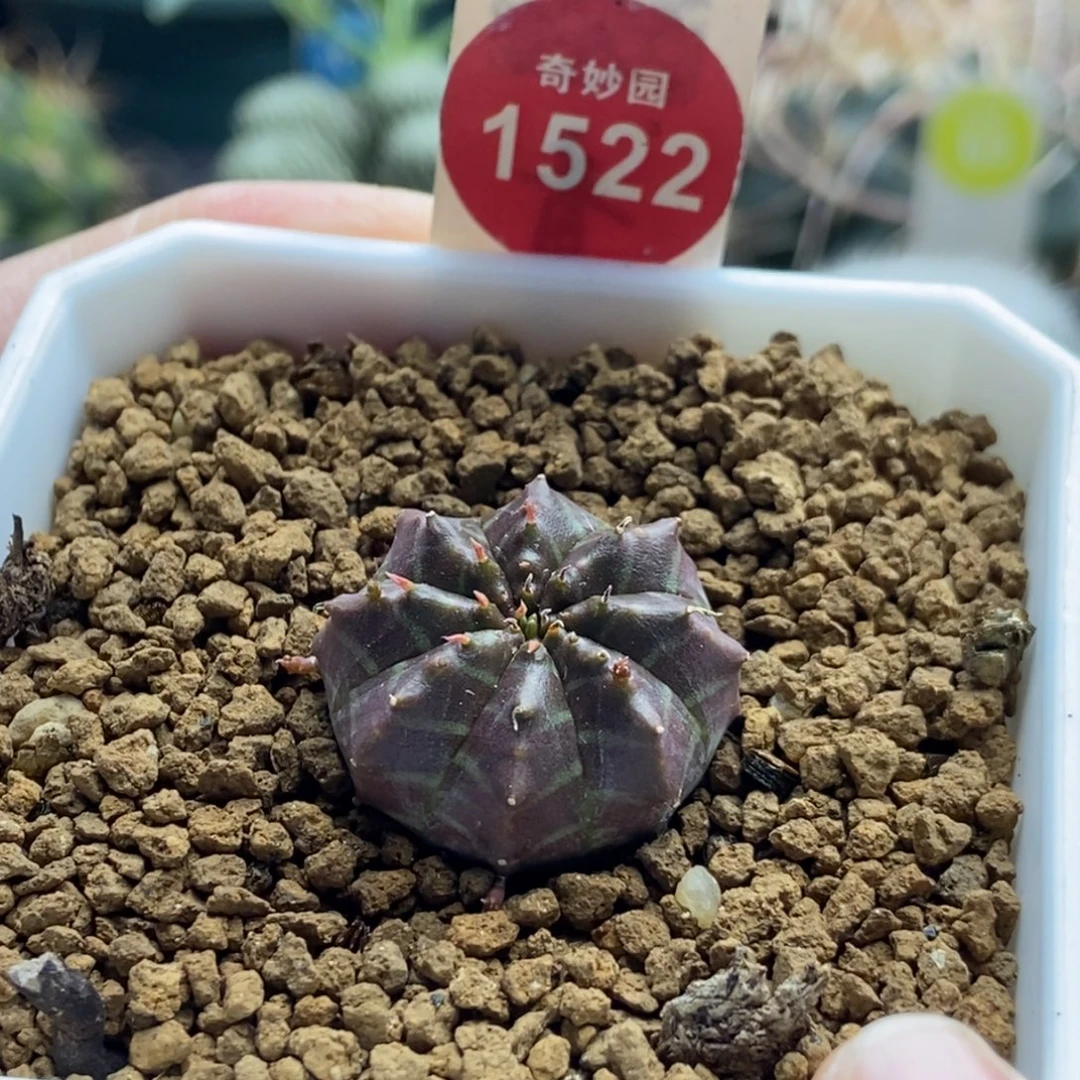 实生法利达2.5cm一棵仙人球