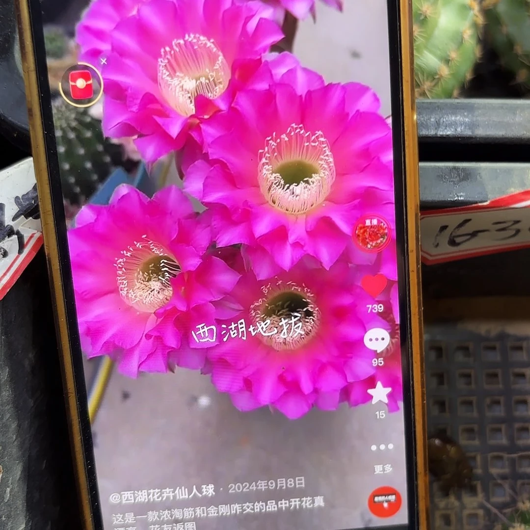 地拔彩侧牙28包邮39