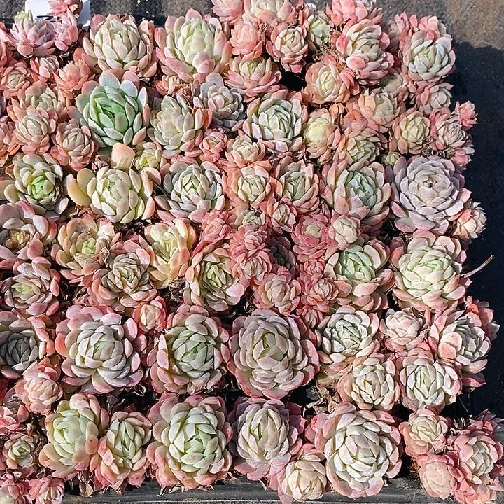 221-222 多肉植物组合盆栽植物