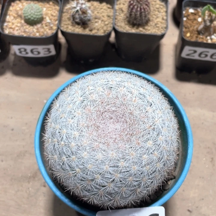 026实生大满月仙人球