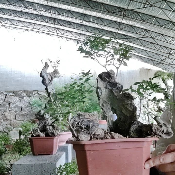 W***j无花朵脱盆脱土发货