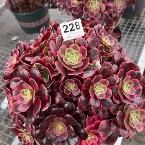 228金丝雀32厘米左右