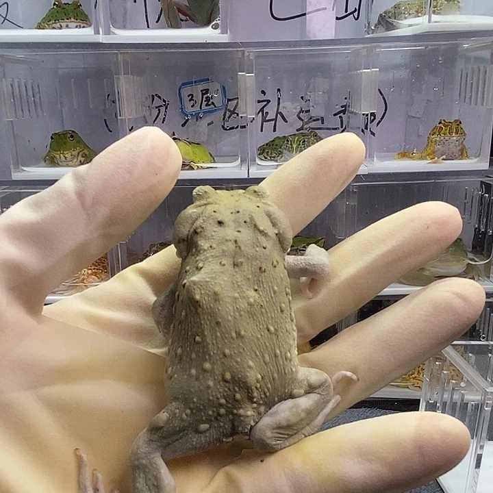 角蛙瑕疵沙蟾00003 忽悠专拍