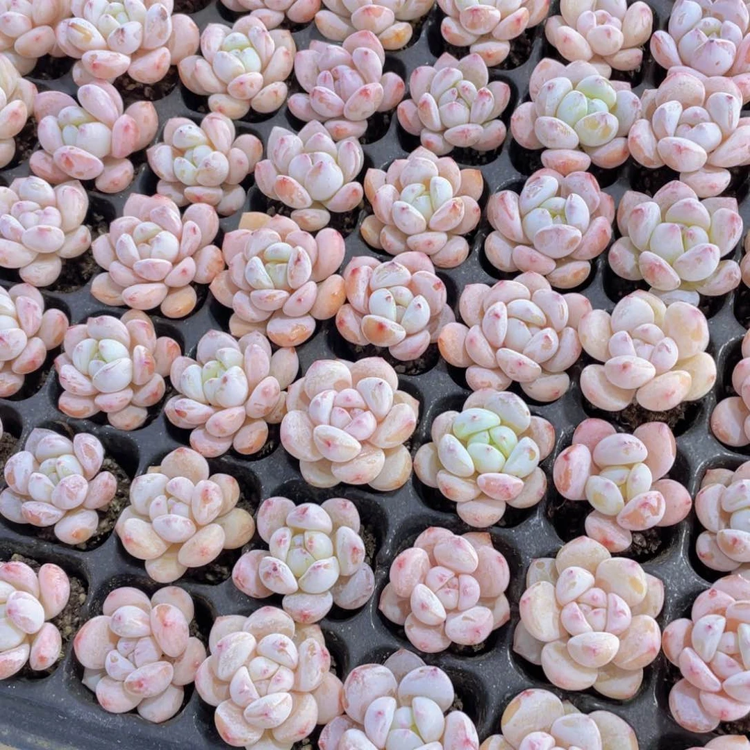 410号 开播福利丸叶全状态优选冷香8个