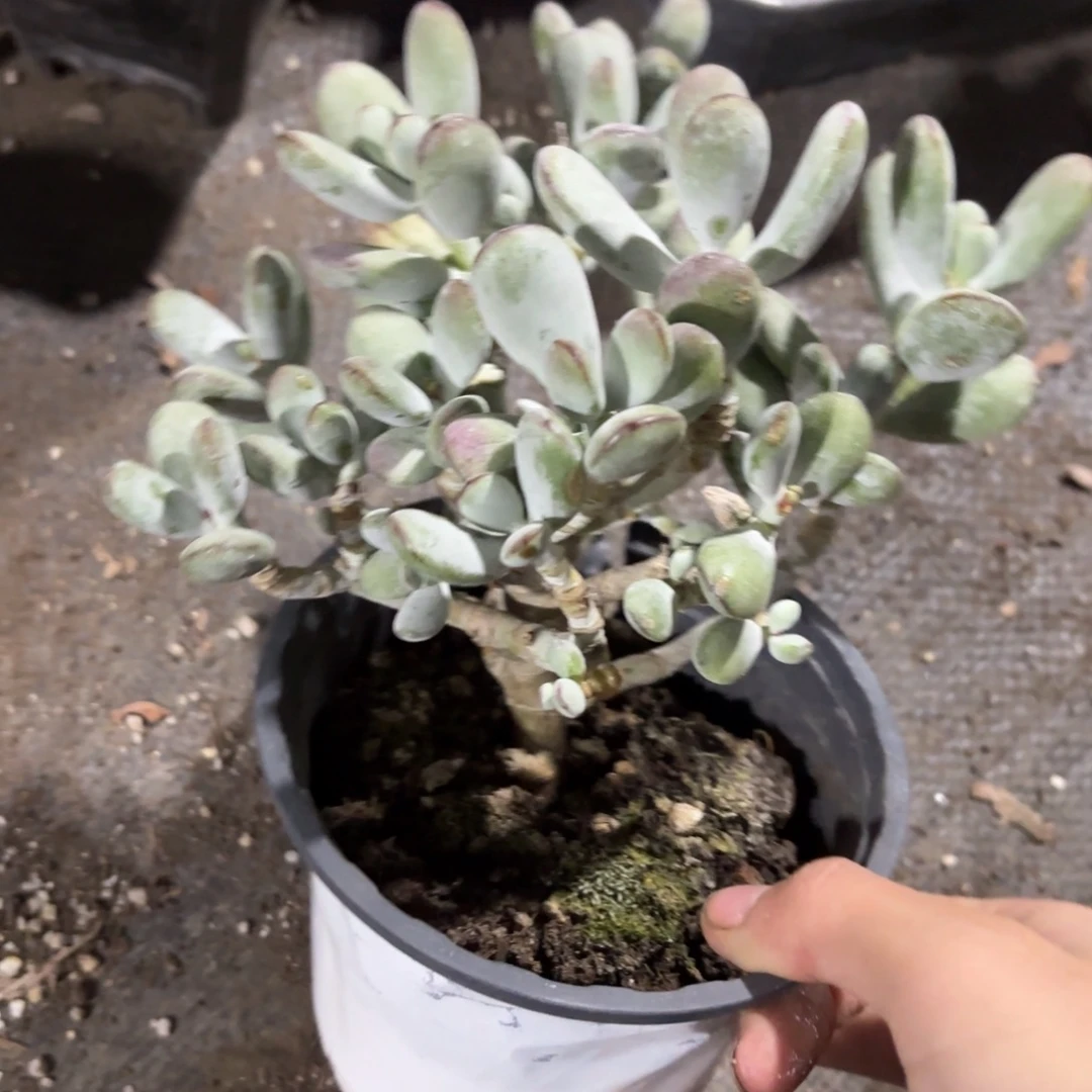 乒乓福娘老桩整桩新疆包邮