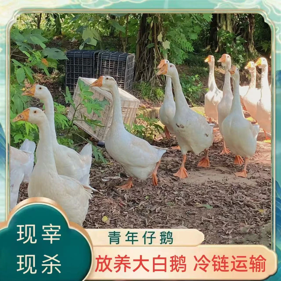 【泳秦生鲜专属】农家放养大白鹅 单只净重9-10斤 现宰现杀