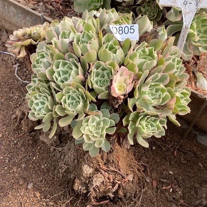 805女妖多肉植物法师