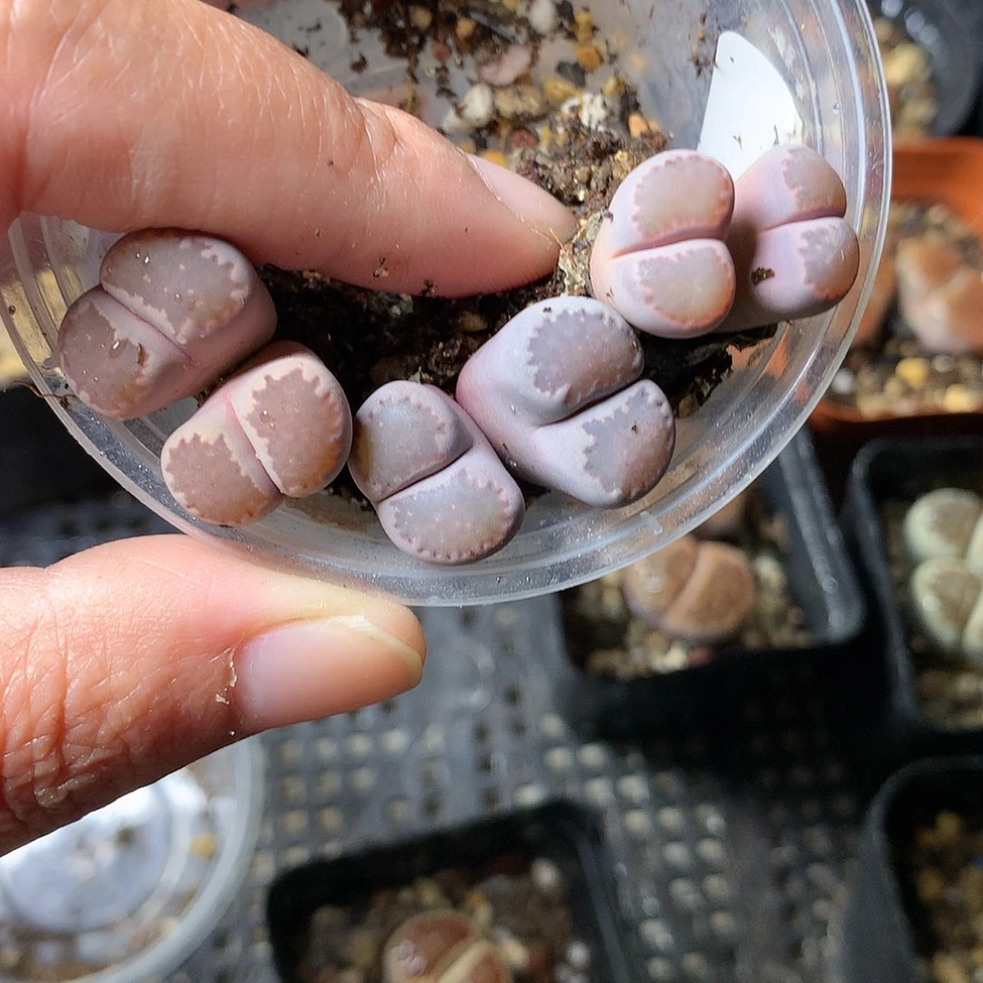 W52多肉植物保护