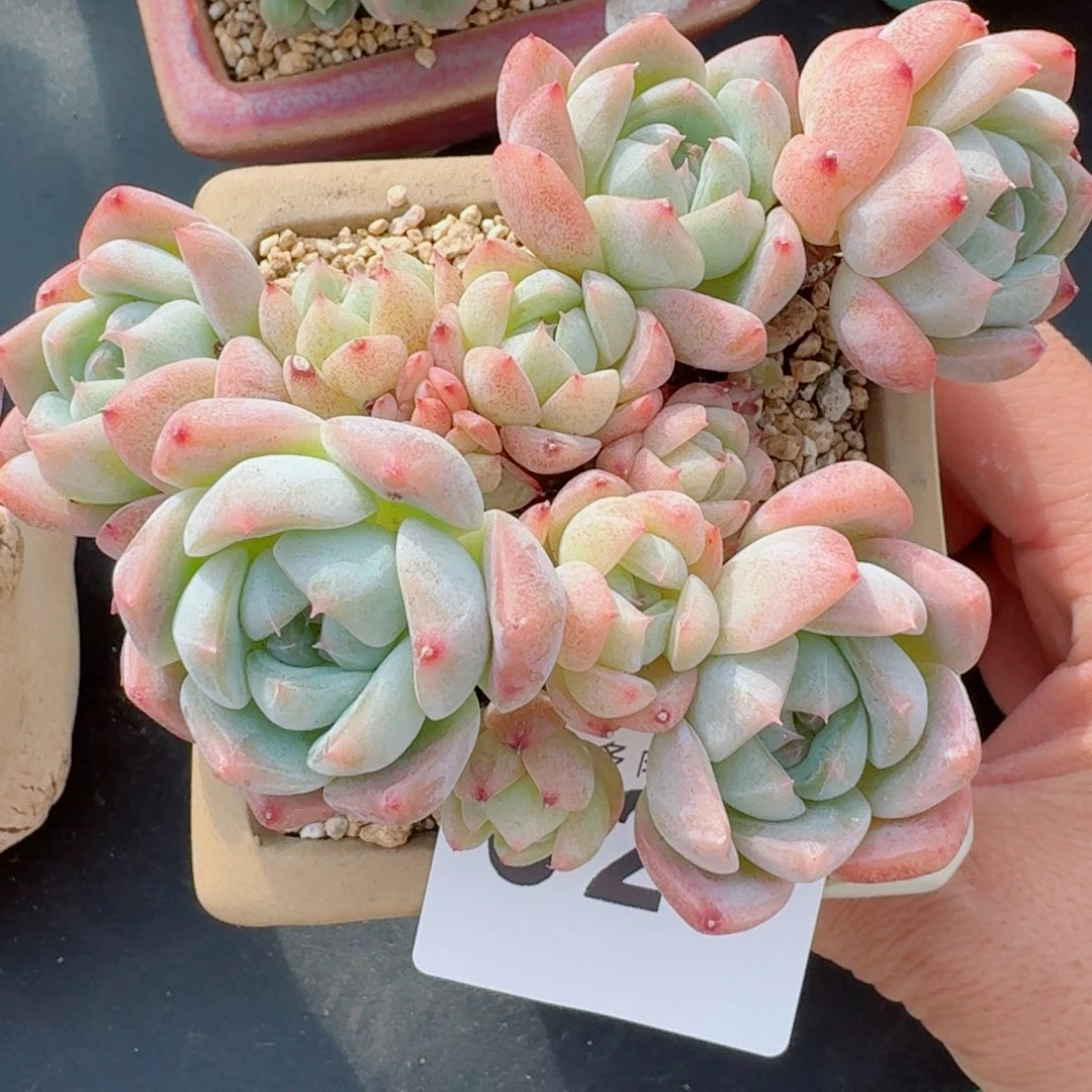 刚毅群生      愿你一路坦途，乘风破浪展宏图