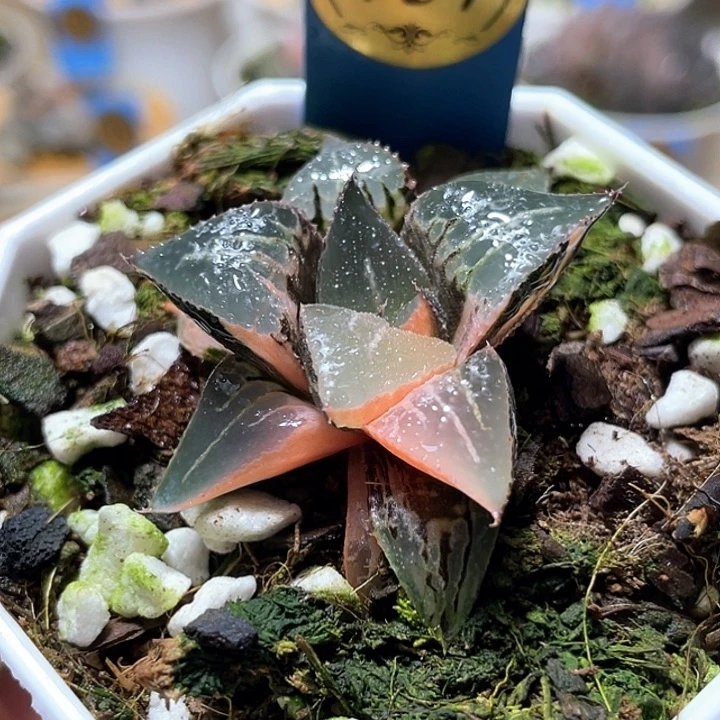 我***了757酒吞錦特選福利