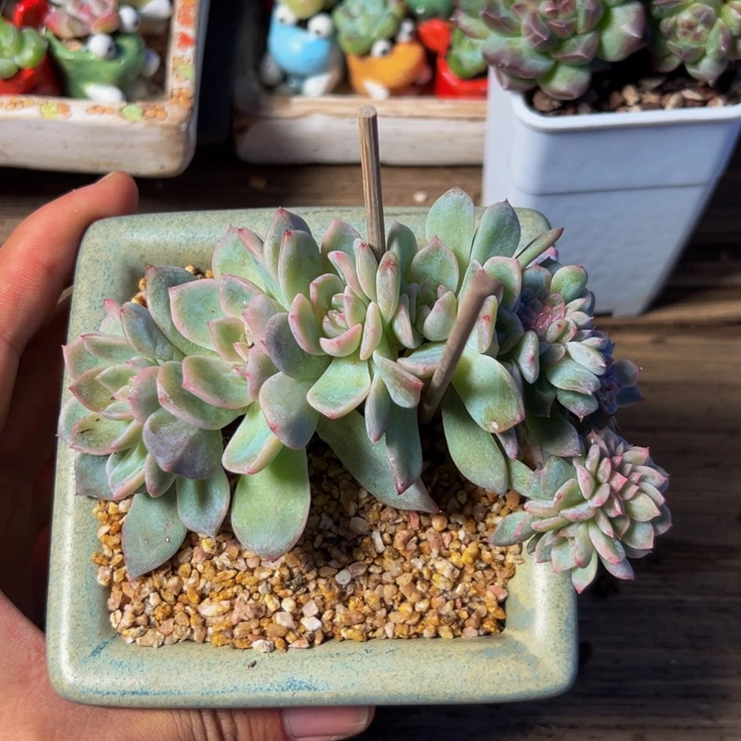 琥珀 琥珀 琥珀 琥珀