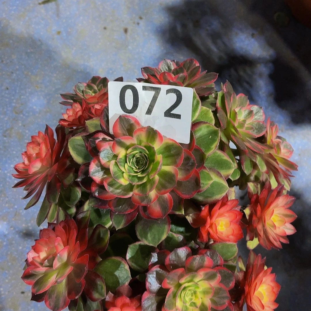 喜****桑黑魔锦072拖土发货干不值