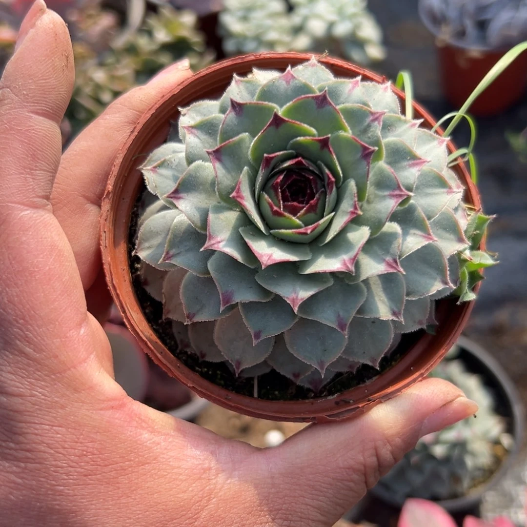多肉植物多肉植物