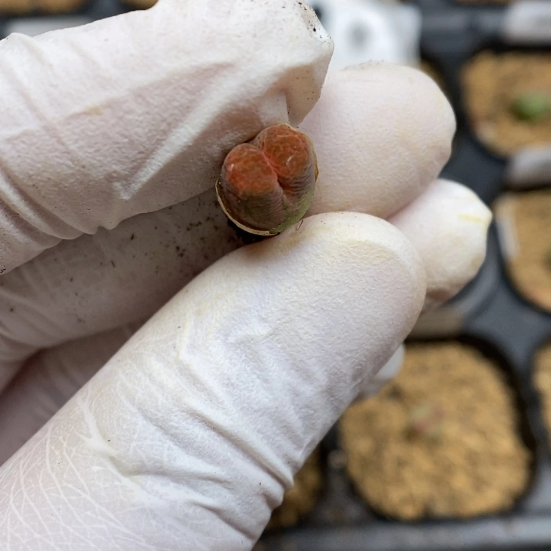 多肉植物肉锥杂交K-444