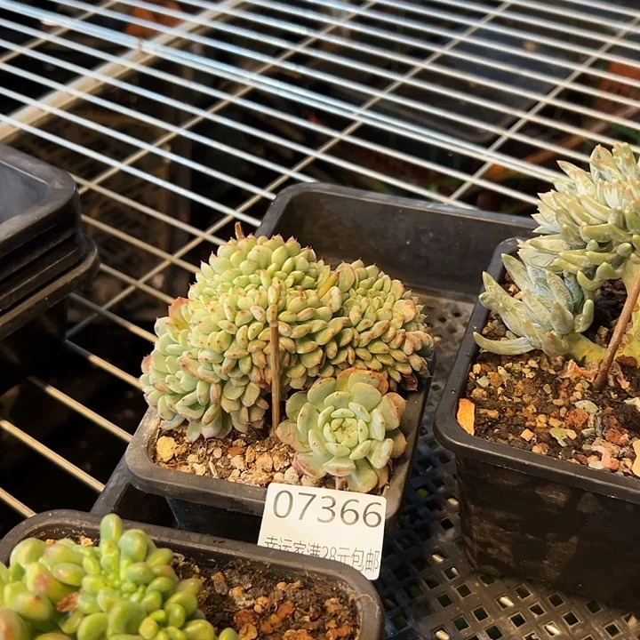 幸运的是我还没遇到你