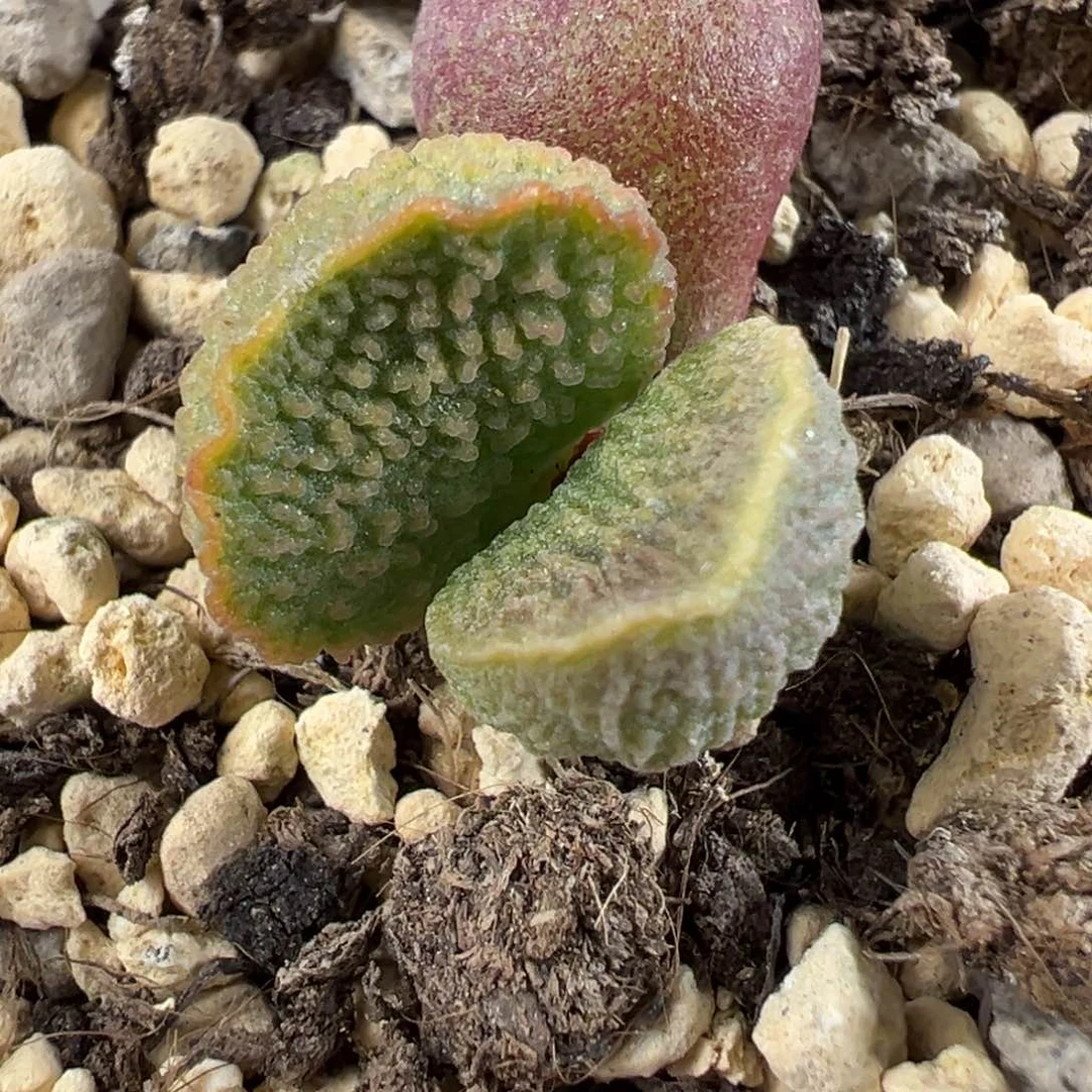 实生新品多肉植物水泡