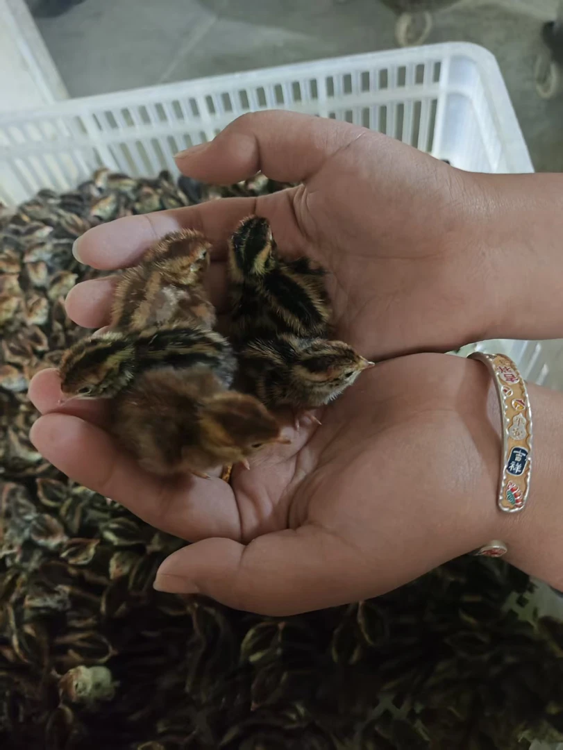 鹌鹑种蛋新鲜优选白羽鹌鹑种蛋黄羽鹌鹑种蛋麻羽鹌鹑种蛋