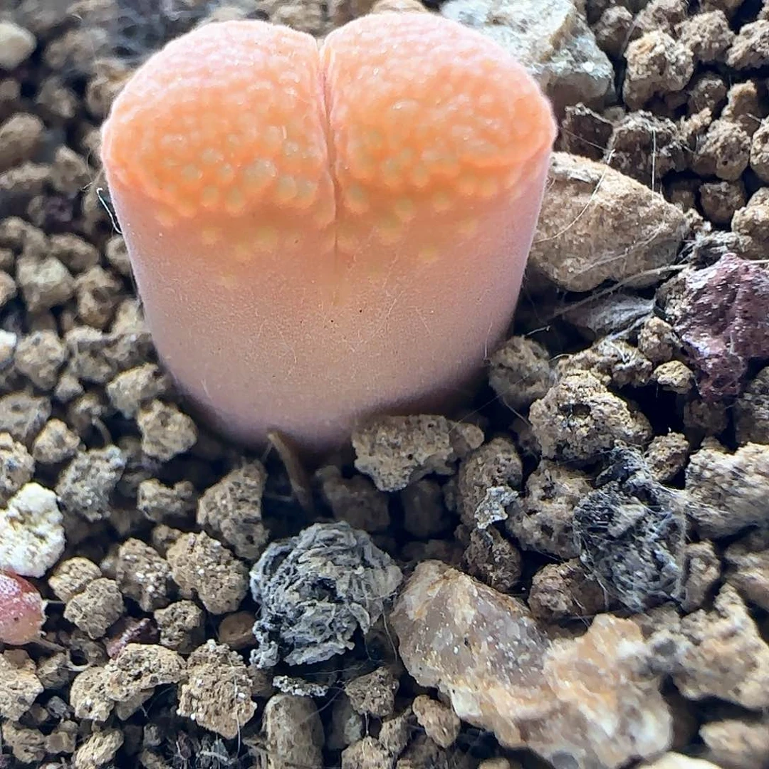 开播福利。  38317