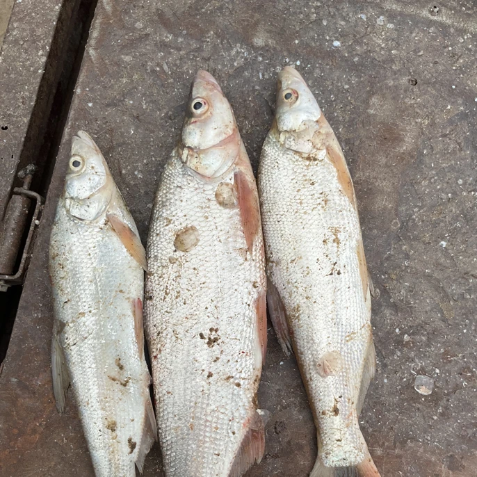 兴凯湖大红尾。