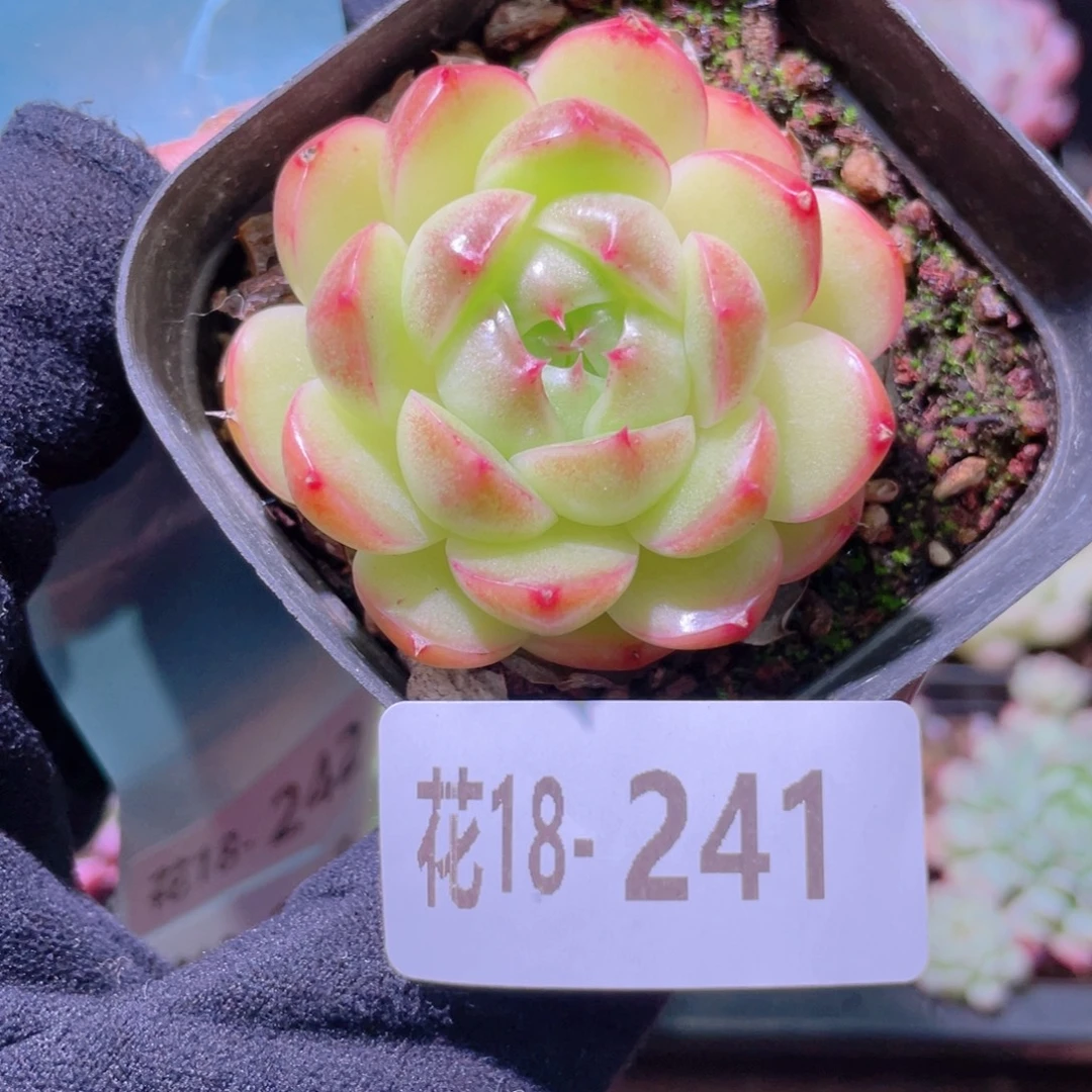 花利美18-241麦秆