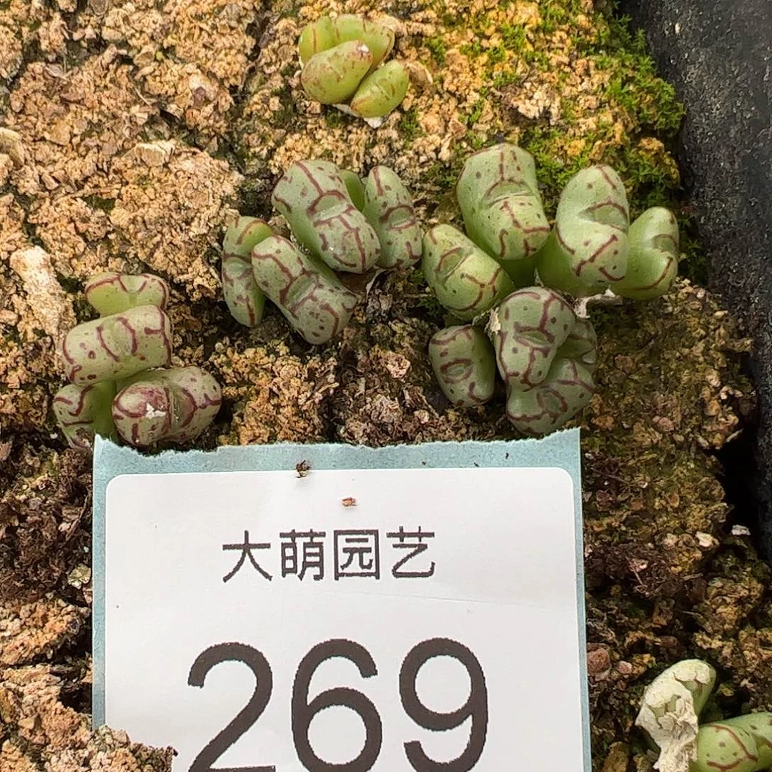 000026量拍定向选拔小T，1颗不低于5个头