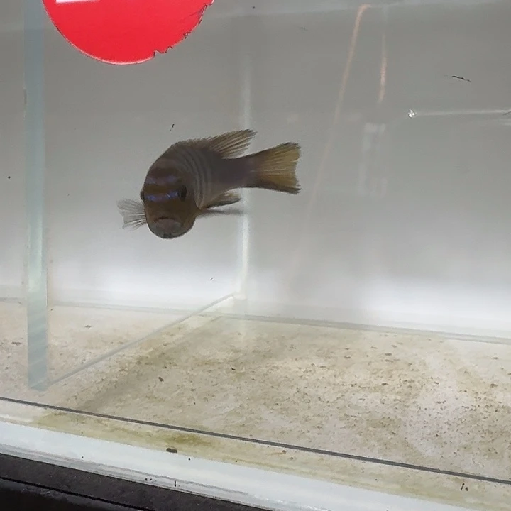 海水218号麒麟斑马