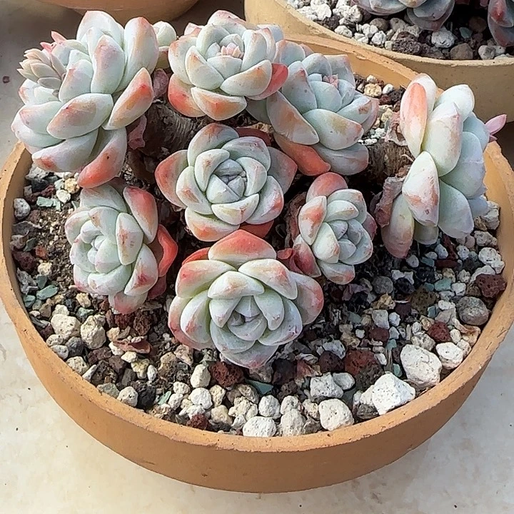 冰玉群一颗无砍无掐，带土球发货