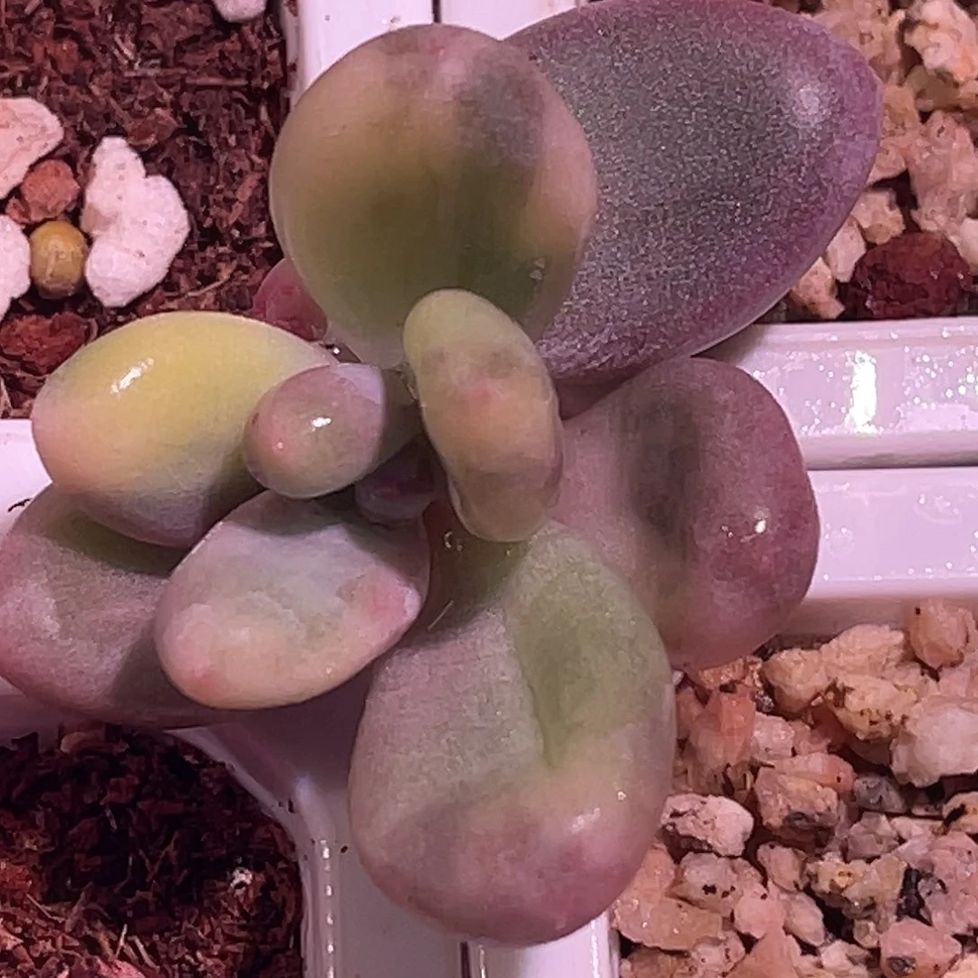 妮****园艺福利锦奶酪锦头盖