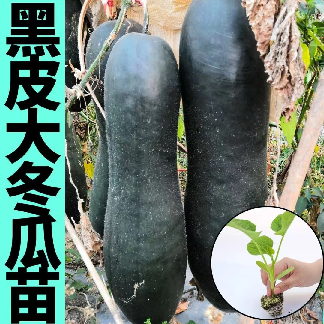 高产黑皮大冬瓜秧苗四季庭院种植易成活冬瓜秧苗