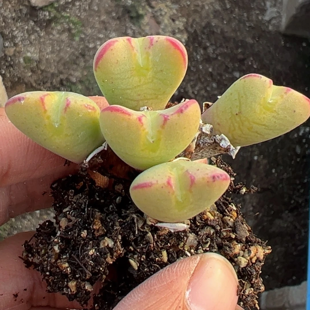 雨***多肉植物111111111111111