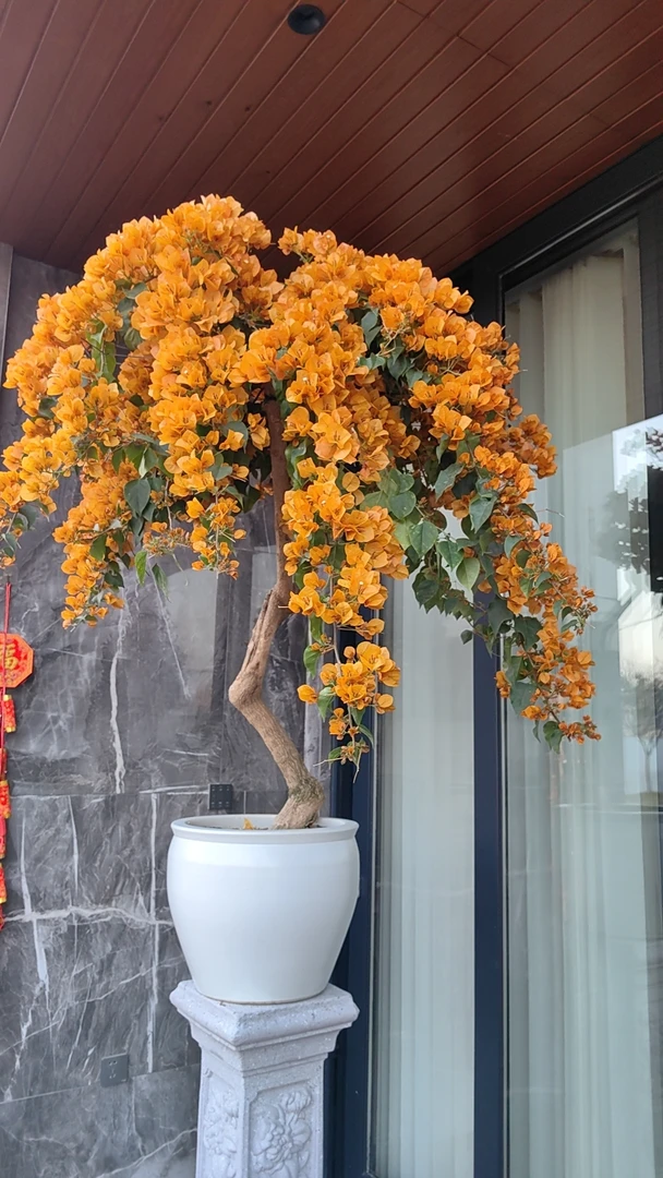 三角梅柠檬黄飘枝