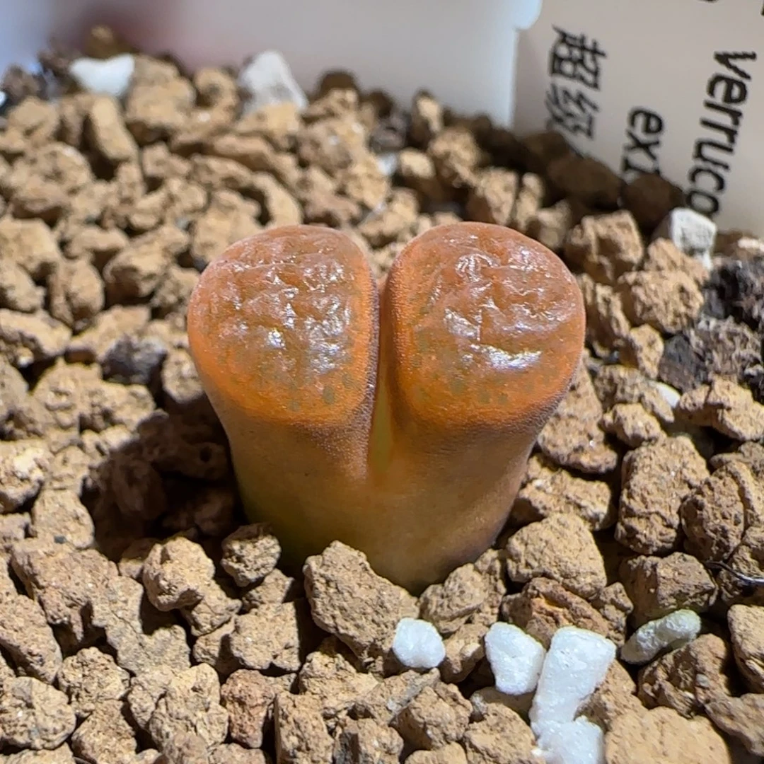 肉锥多肉植物组合-超级蛋糕1022