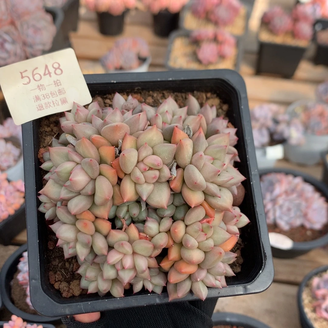 10.5厘米20头黄金象牙 无砍