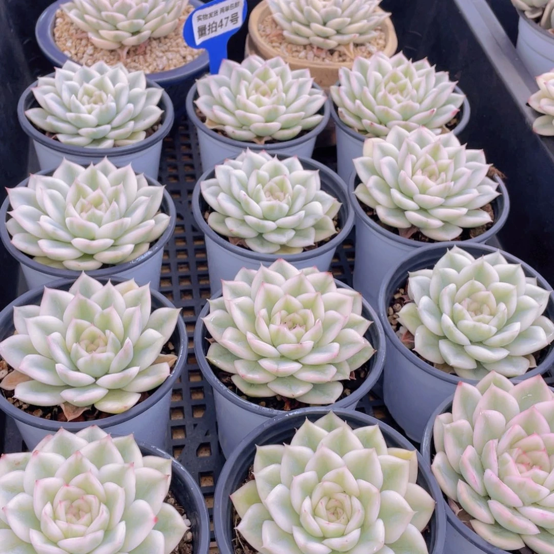 量拍47号 月亮仙子锦单头2个