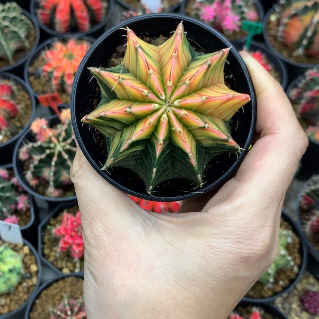 仙人球米哈牡丹锦