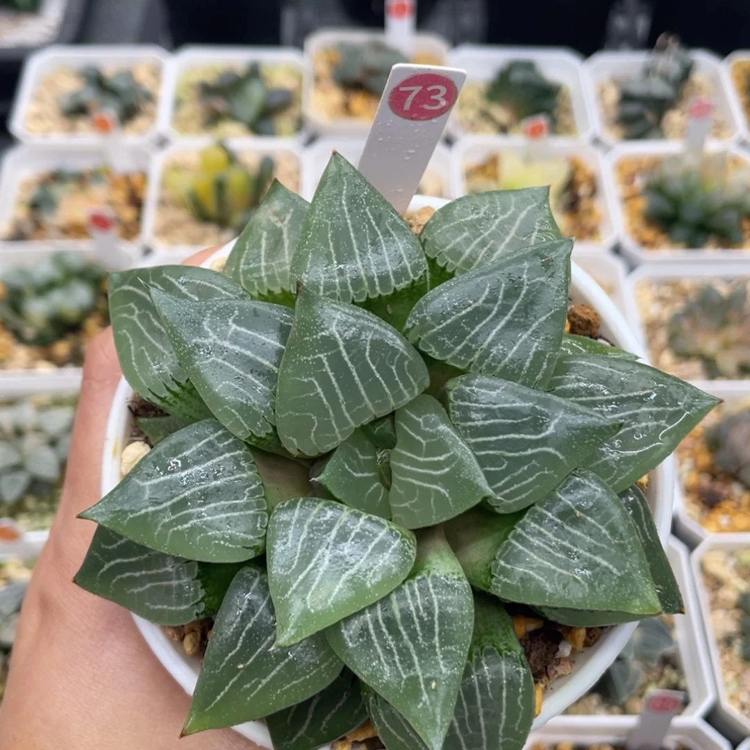 小蔡的菜园 73水影克