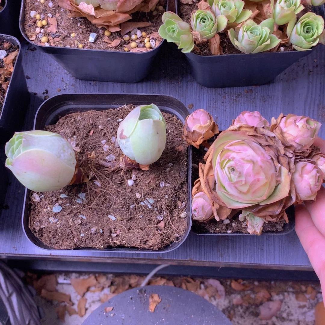 一物一拍组合福利855