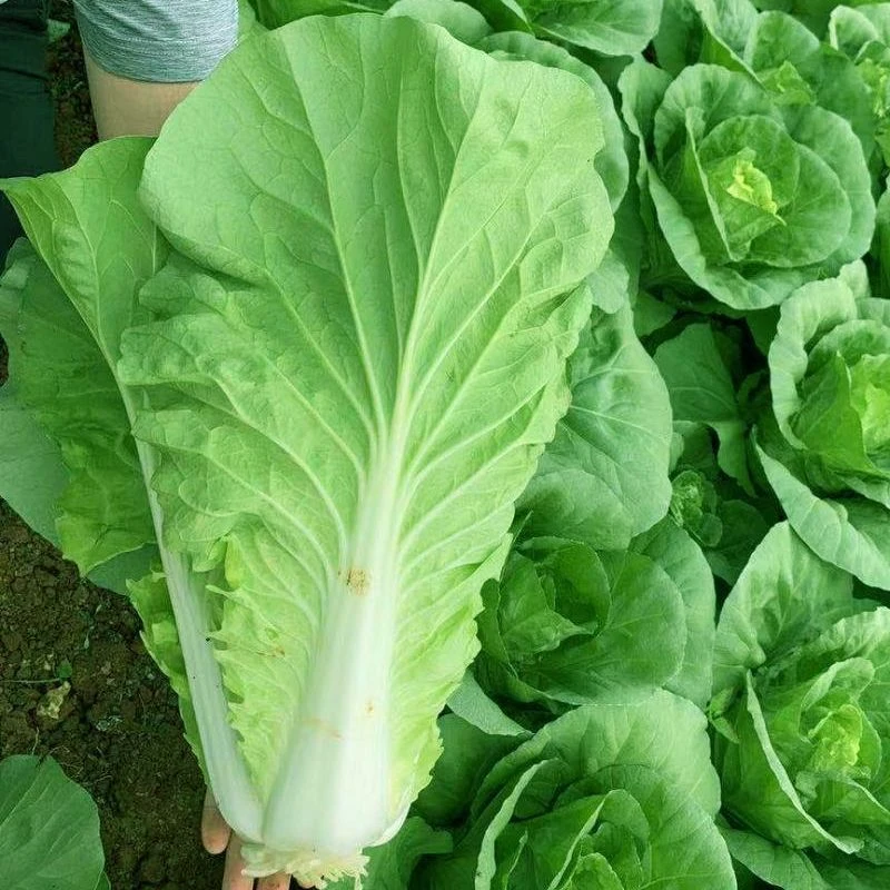 春播】四季速生快菜小白种子庭院阳台青菜种孑易种小白菜籽蔬菜种